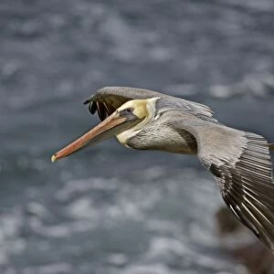 Brown Pelican - in flight over sea - Southern California - USA - Distribution: coasts of southern North America