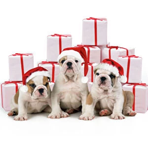 Bulldog Puppies - sitting with Christmas presents, wearing Christmas hats. Digital Manipulation: hats (left to right SU, JD, SU) & presents (JD)