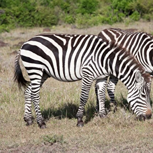 Burchell's / Plains / Common Zebra - Grazing on savannah plains - Maasai Mara North Reserve Kenya