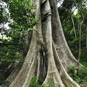 Buttress tree trunk - Ankarana National Park - Northern Madagascar