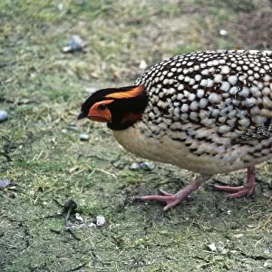 Cabot's Tragopan - Also known as: Yellow-bellied tragopan and Chinese tragopan. South East China