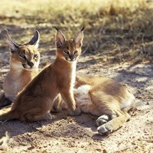 Caracal Female & young, Namibia, Africa