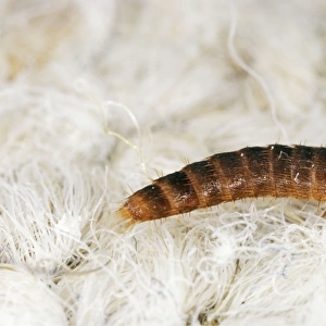 Carpet Beetle Larva SPH 2718 UK Attagenus pellio © Steve Hopkin / ardea. com