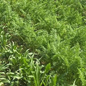 Carrots and maize / corn growing - in Allotment / Vegetable Garden / Kitchen Garden