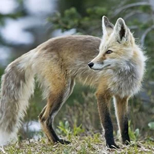 Cascade Red Fox / Silver Phase Red Fox on Mount Rainier, Cascade Mountains, Washington