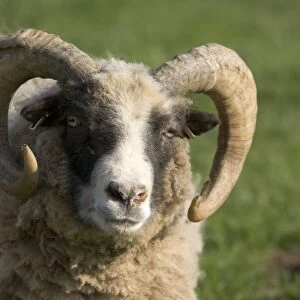 Castlemilk Moorit ram at Cotswold Farm Park, UK The farm includes a collection of rare breeds of cattle, sheep, pigs and poultry and is situated next to a working farm in Temple Guiting, Gloucestershire