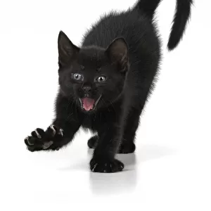 CAT. 7 weeks old, black kitten, stretching and yawning, facial expression, cute, studio, white background