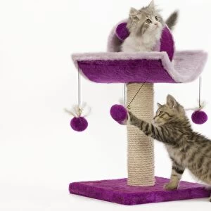 Cat - 8 week old British shorthair & British longhair kittens in studio playing on activity centre / scratching post