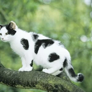 Cat - blotched black on white kitten in tree
