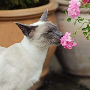 CAT. Blue point siamese cat smelling a flower