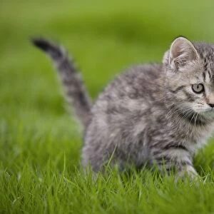 Cat - British Shorthair - 8 week old kitten outside