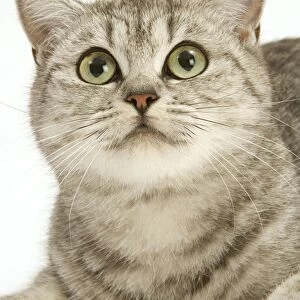 Cat - British shorthair kitten in studio