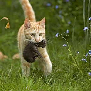 Cat - European Short haired red tabby carrying kitten