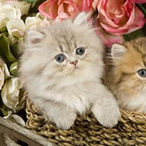 Cat - Golden shaded & blue shaded Persian kittens