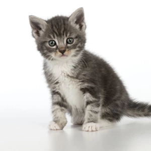 Cat - Grey Tabby kitten