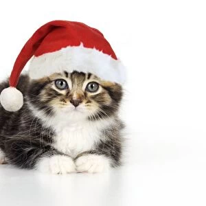 Cat - Kitten with Christmas hat Digital Manipulation: Hat JD