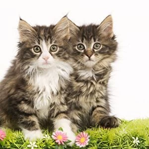 Cat - Norwegian Forest Cat kittens with flowers