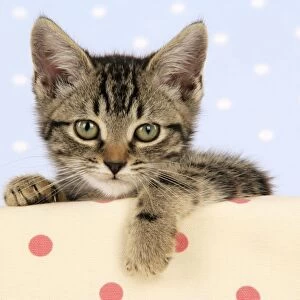 Cat - tabby kitten
