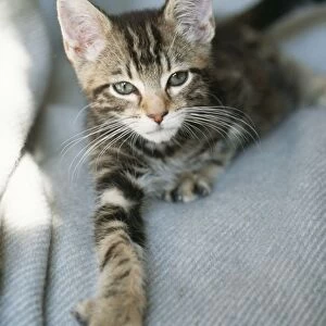 Cat Tabby Kitten
