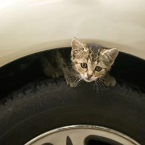 Cat - Tabby kitten crouched on car wheel