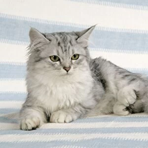 CAT. Tiffanie