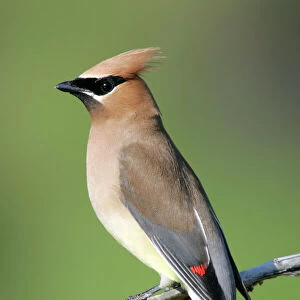 Waxwings Related Images