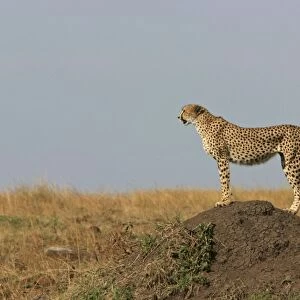 Cheetah LA 637 Transmara, Maasai Mara, Kenya Acinonyx jubatus © J. M. Labat / ardea. com