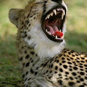 Cheetah - with mouth open - Masai Mara National Reserve - Kenya JFL03263