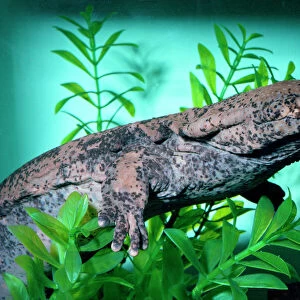 Giant Salamanders Related Images