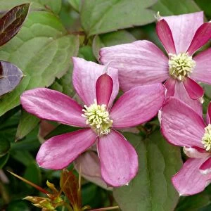 Clematis montana " Broughton Star" West Sussex garden, UK. May. An unusual free-flowering, two-toned variety