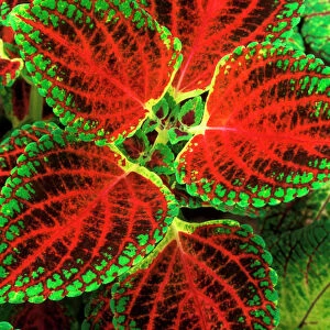 Coleus "Winsome" - (under glass) in beautiful Victorian greenhouses at West Dean Gardens, West Sussex. UK. September