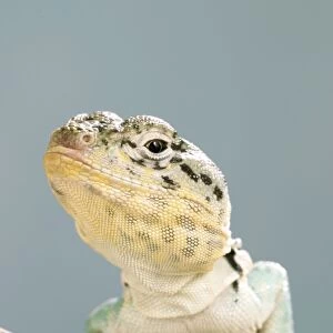 Collared Lizard Front view, close up