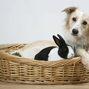 Collie cross dog & dutch rabbit - resting in basket