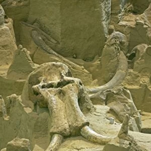 Columbian Mammoth Fossil - Skull and tusk - South Dakota - USA - Hot Springs Mammoth Site is a natural hydrogeologic trap into which young male mammoths fell
