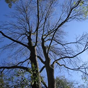 Common Ash Tree - First to lose its leaves in mixed woodland