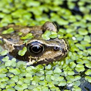 Common Frog - adult in garden pond with duckweed - Dorset - UK
