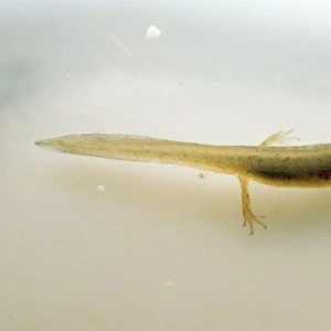 Common Newt - with external gills