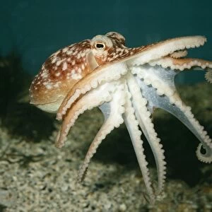 Common Octopus UK marine