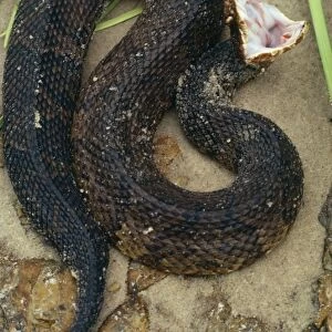 Cottonmouth / Water Moccasin Snake - Feigning death