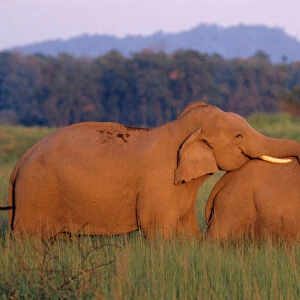 Courting Indian / Asian Elephants. Corbett National Park, India