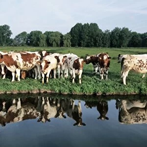 Cows - herd in meadow on edge of water