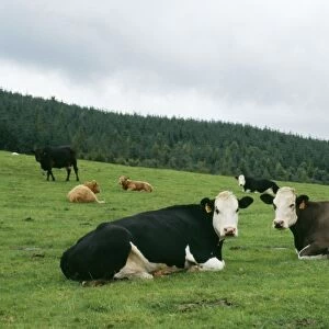 Cows SG 3309 Lying down © ARDEA LONDON