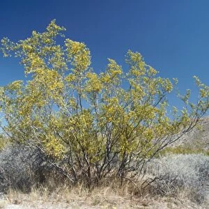 Creosote Bush Sout Western Deserts, USA
