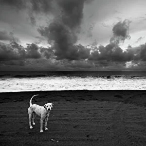 Dalmatian. Monterico Beach - Pacific Ocean - Guatemala. Black & White