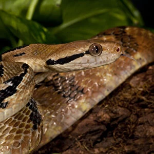 Cat-Eyed Snake Related Images