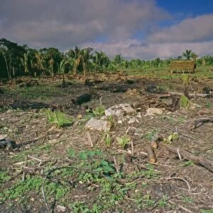 Deforestation - slash & burn with secondary growth, Central America