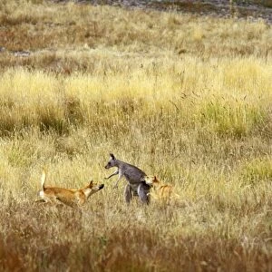 Dingo (Canis lupus dingo) attacking Eastern grey kangaroo, Southern New South Wales, Australia JPF26708