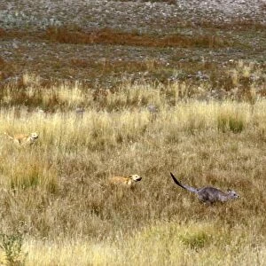 Dingo - chasing kangaroo, Southern New South Wales, Australia JPF19001