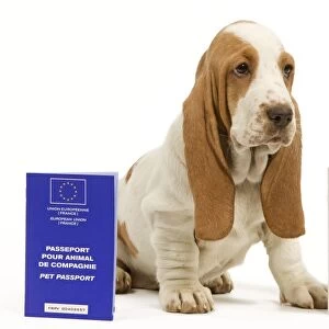 Dog - Basset Hound - in studio with pet passport and vaccination record