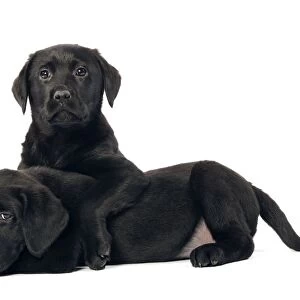 Dog - Black labrador puppies - two in studio